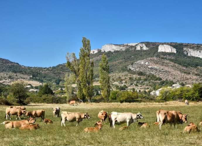 Colis de viande AUBRAC veau : Olivier CHAUTARD